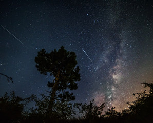 Silhouette of a pine tree on the background of the starry sky, the Milky Way and falling meteorites. © Ann Stryzhekin