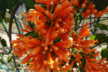 Orange Trumpet Vine Blossoms and Flowers