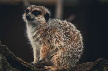  Spectacular portrait of a meerkat. Animal