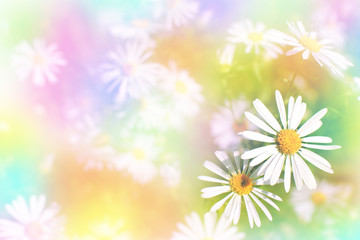 Glade of daisies with a multi-colored filter. Macro. Flowers in the soft light in spring and summer. Blurred background in the form of daisies in bright spring colors for design.
