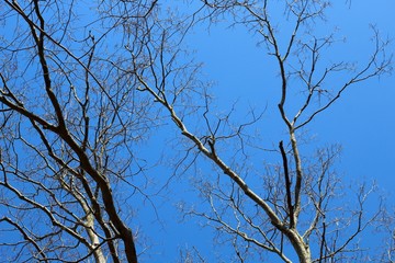 A view of the bright blue sky though the bare tree branches.