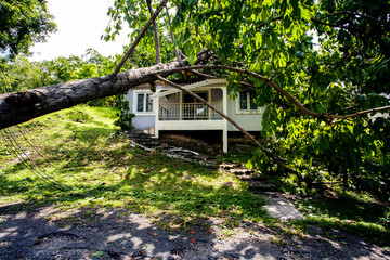 falling tree after hard storm on damage house © stockphoto mania