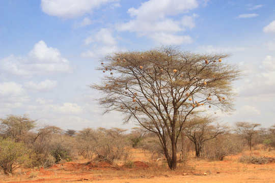 Dry acacia tree in the African savanna with many small bird nests on the branches