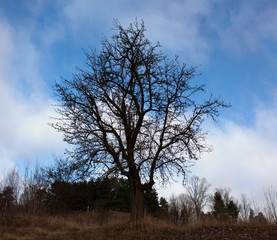 Old darkened tree on a background of bright blue spring sky.