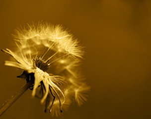 Art photo of dandelion close-up on brown background. Monochrome photography.