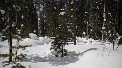Siberian taiga of Russia