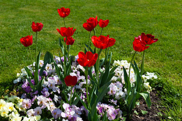 Red of Tulip with grass green in the garden,spring season image.