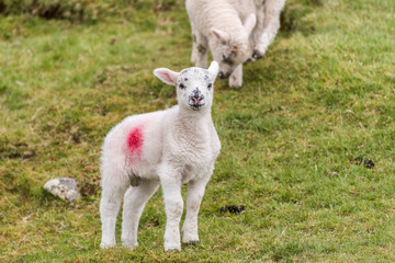 Young little lamb standing in a field on a hillside