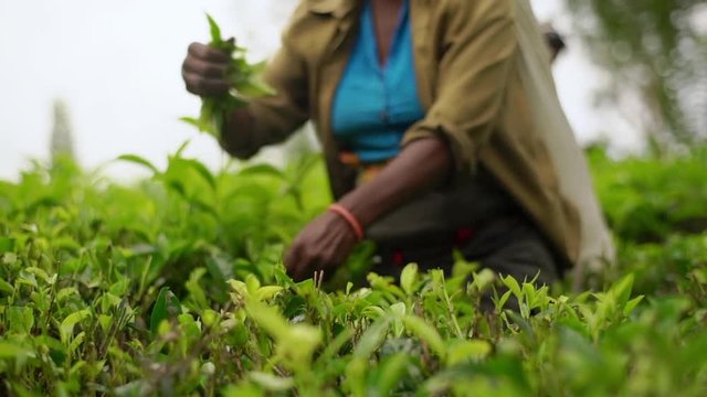 Slow motion cropped view Indian mature woman hands, working tea plantation hill slopes harvesting fast green leaves, picking good leaves alone, focusing collecting goods farmland