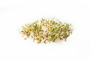 sprouted seeds. sprouts seed cress lettuce.  greens