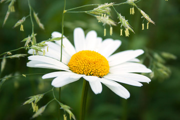 A white daisy with a bright yellow center and ragged wind blown petals against a background of green grass.