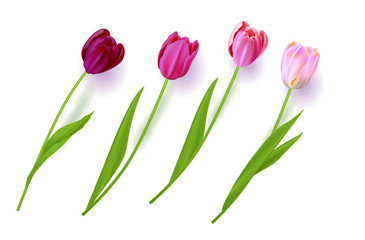 Realistic vector flowers