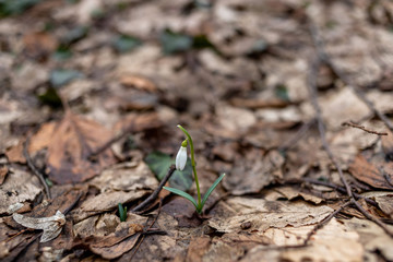 Snowdrops