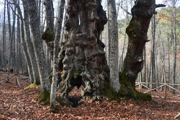 Gran castaño - El abuelo del bosque