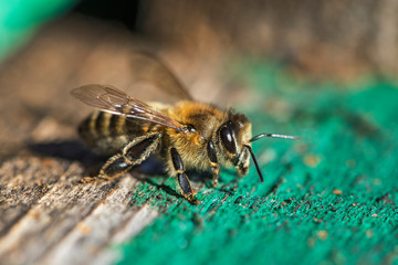 bee close up. The bee sits at the exit from the hive, close-up macro