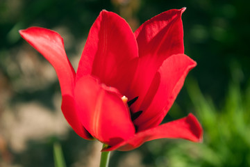 Red tulip of elegant form with black stamens on a blurred background of spring greens.