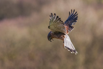 Kestrel hovering isolated with an uncluttered background