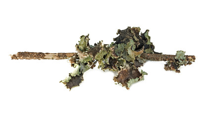 The lichen Platismatia glauca from the highland of the Carpathians is isolated on a white...
