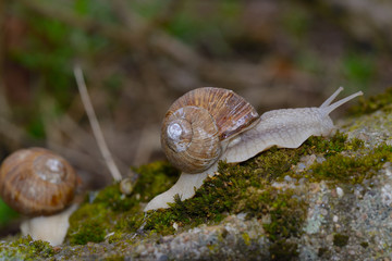 Weinbergschnecke auf dem Waldboden