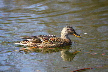stockente