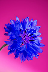 Blue fresh cornflower