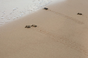 Baby turtles making it's way to the ocean