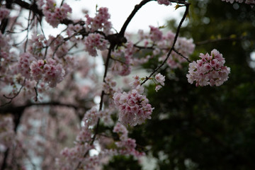 Cherry blossom in Japan. Sakura flowers and trees close up in Tokyo, Japan during Spring time