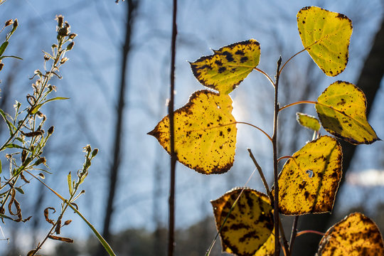 Hojas de chopo en oto&ntilde;o