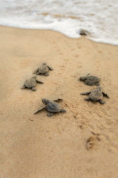 Baby turtles making it's way to the ocean