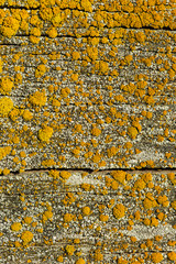 Yellow-orange lichens on an old wooden log. natural backgrounds, texture yellow lichen on old wood