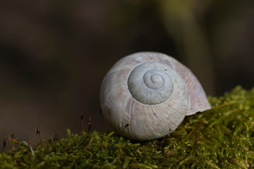 Schneckenhaus auf Moos mitten im Wald