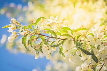Obraz premium Prunus bird cherry, macro