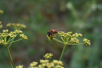 Bee on color