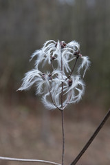 Samen einer Clematis Pflanze mit flauschigen Büscheln