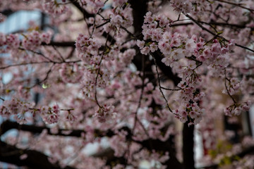 Cherry blossom in Japan. Sakura flowers and trees close up in Tokyo, Japan during Spring time