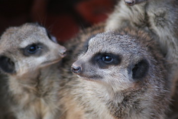 Erdm&auml;nnchen Paar