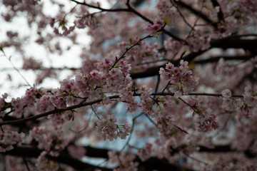 Cherry blossom in Japan. Sakura flowers and trees close up in Tokyo, Japan during Spring time