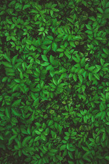 Summer tropical background. Beautiful plants in the garden.