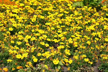 Gelbe Zinnien Blumen