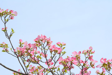 ハナミズキ　青空