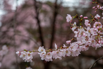 Cherry blossom in Japan. Sakura flowers and trees close up in Tokyo, Japan during Spring time