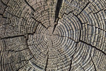 Fototapeta premium Very Old Wood Background, closeup. wood texture . old and very aged wood texture close up. backgrounds, texture is very old wood in the process of prolonged natural decomposition and weathering. 