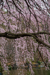 Cherry blossom in Japan. Sakura flowers and trees close up in Tokyo, Japan during Spring time