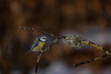 blue tit on a branch