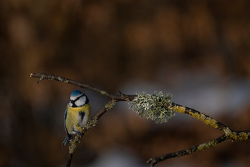 blue tit on a branch
