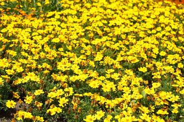 Gelbe Zinnien Blumen