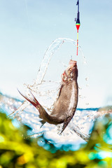 Fishing on a lake in a sunny summer day. Float fishing rods, bream