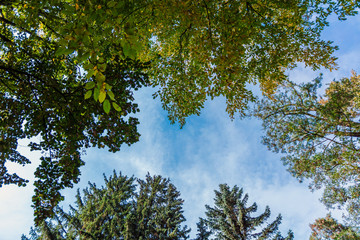 Green trees on sky background