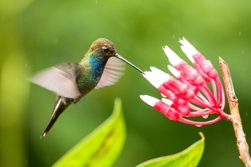 White-tailed hillstar hovering next to white and red flower, garden, tropical forest, Colombia, bird on colorful clear background,beautiful hummingbird with blue throat and outstretched wings