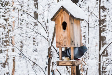 Birdhouse with snow in a winter cold forest and a pigeon bird